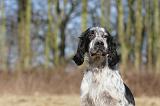 SETTER ANGLAIS 023